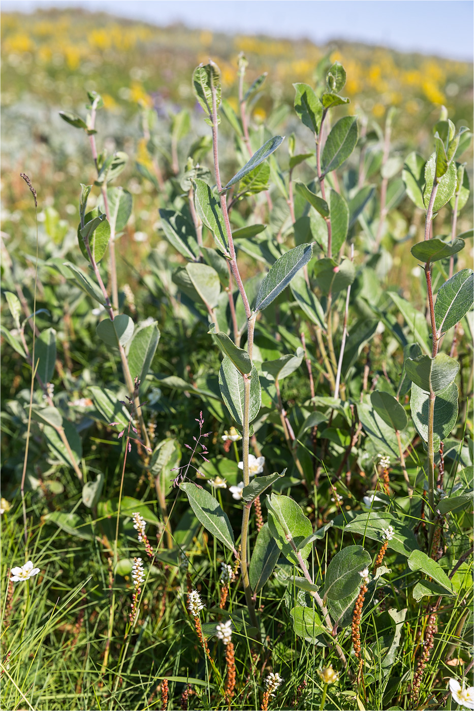 Image of Salix glauca specimen.