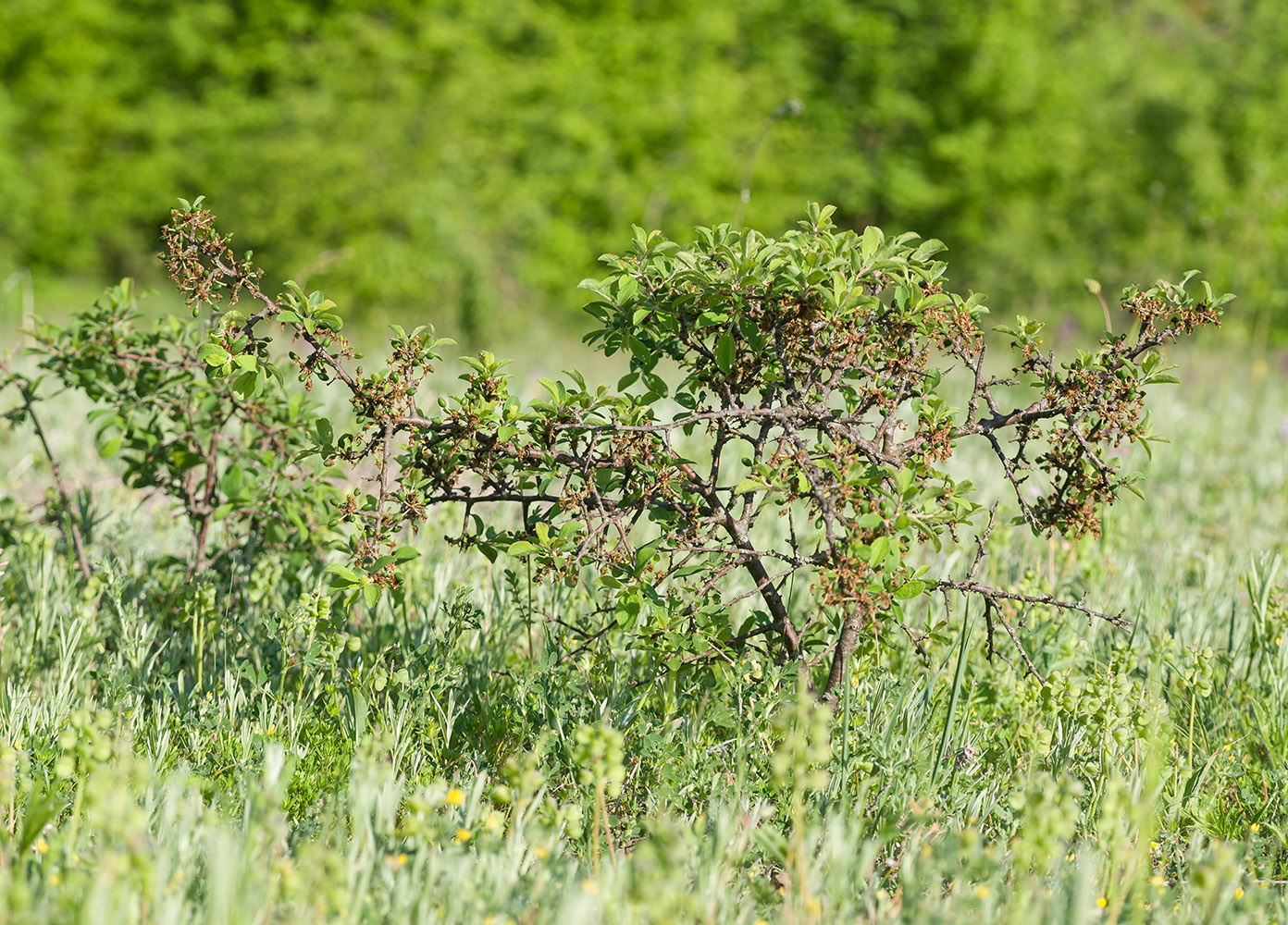 Изображение особи Prunus stepposa.