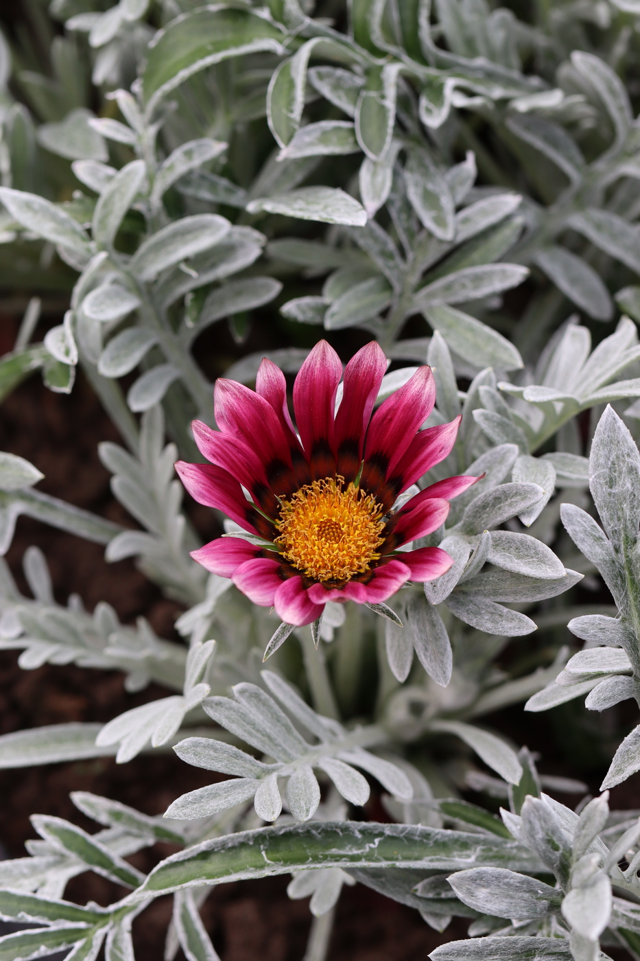 Image of Gazania &times; hybrida specimen.