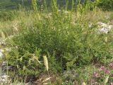 Ferulago galbanifera разновидность brachyloba. Нижняя часть растения. Крым, Байдарская долина. 2 июля 2010 г.