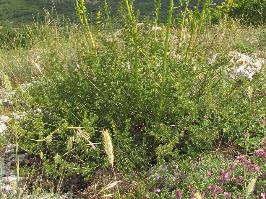 Image of Ferulago galbanifera var. brachyloba specimen.