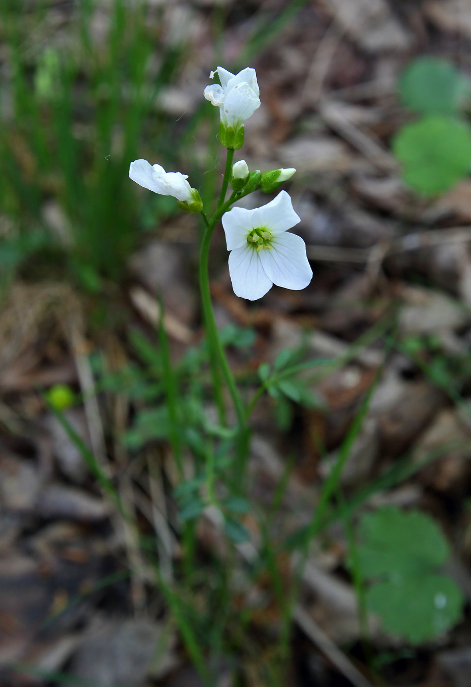 Image of genus Cardamine specimen.