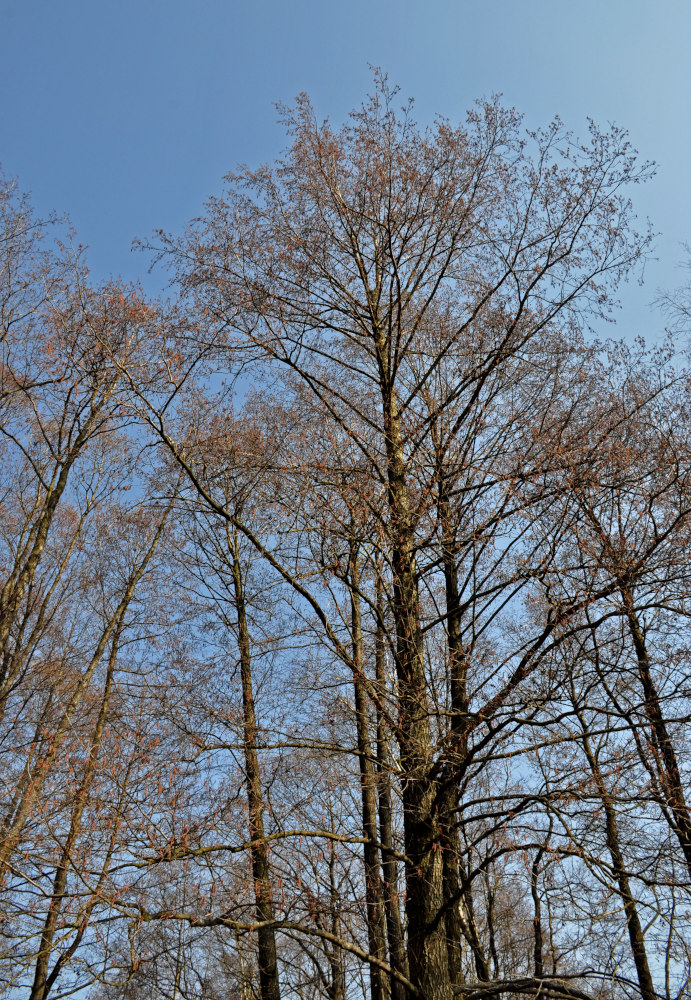 Изображение особи Alnus glutinosa.