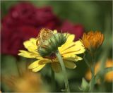 Calendula officinalis