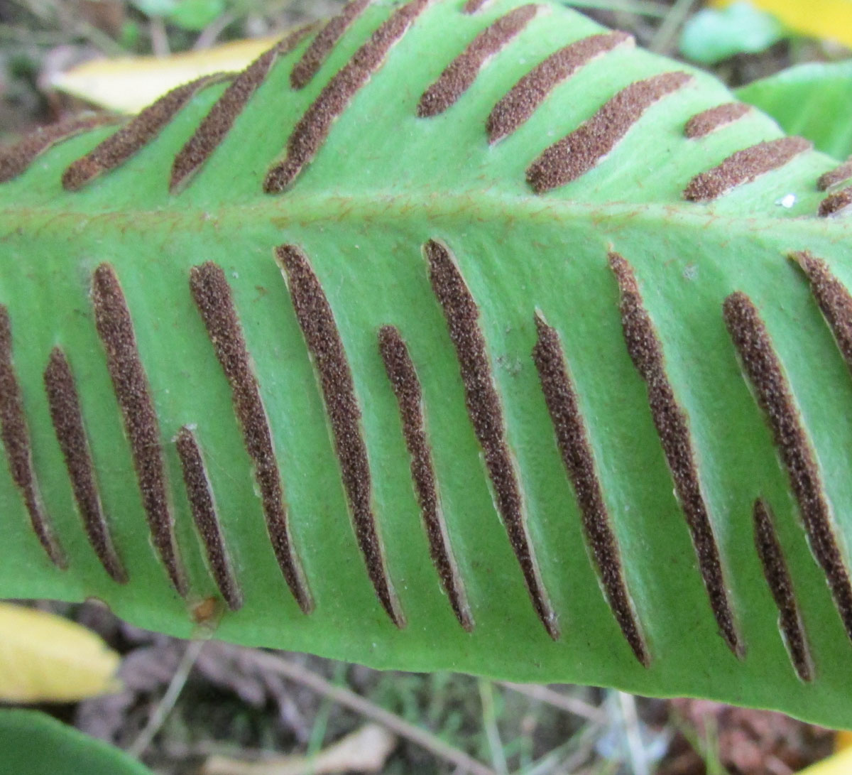 Image of Phyllitis japonica specimen.