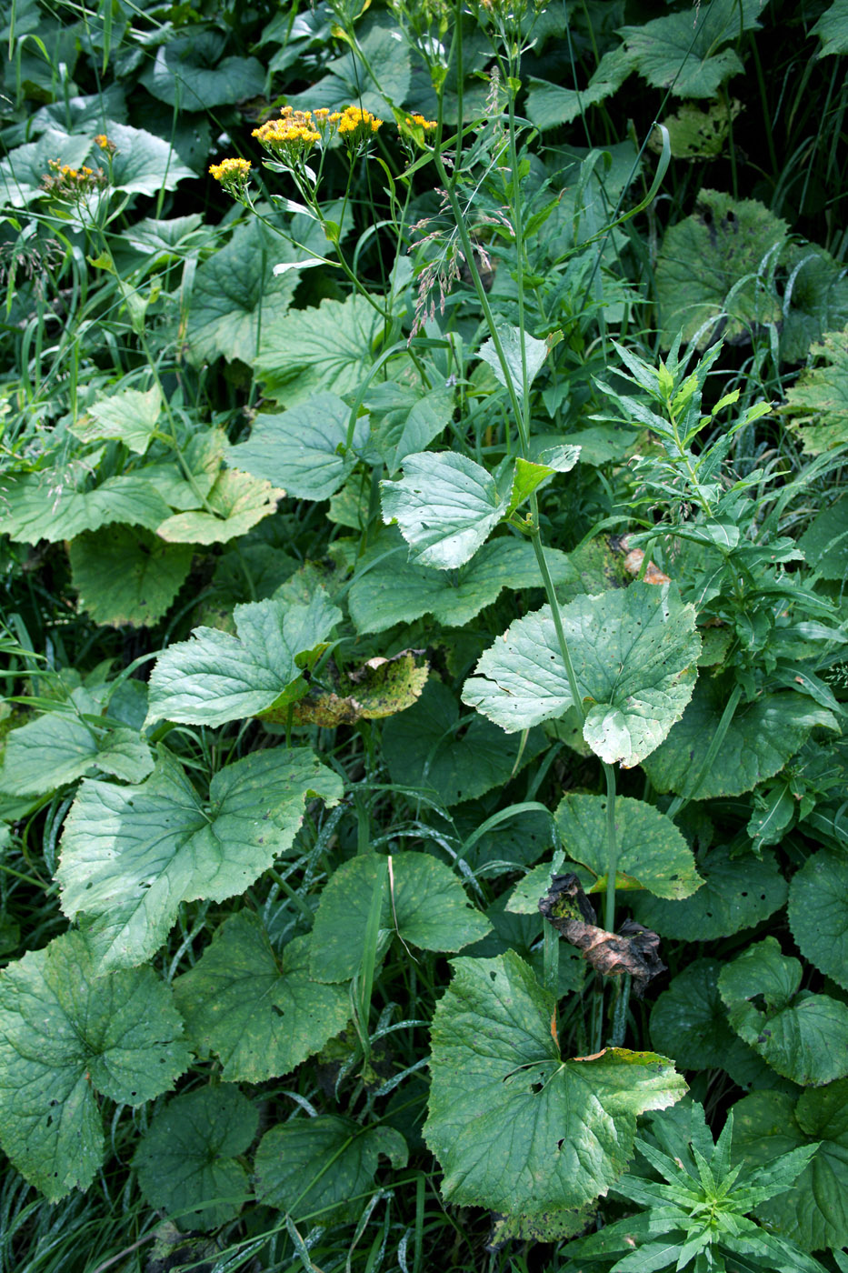 Изображение особи Caucasalia macrophylla.