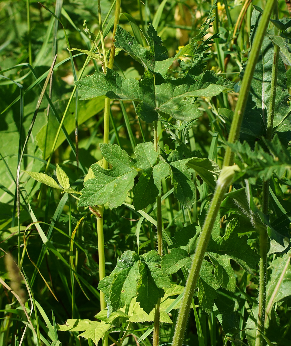 Изображение особи Heracleum sibiricum.