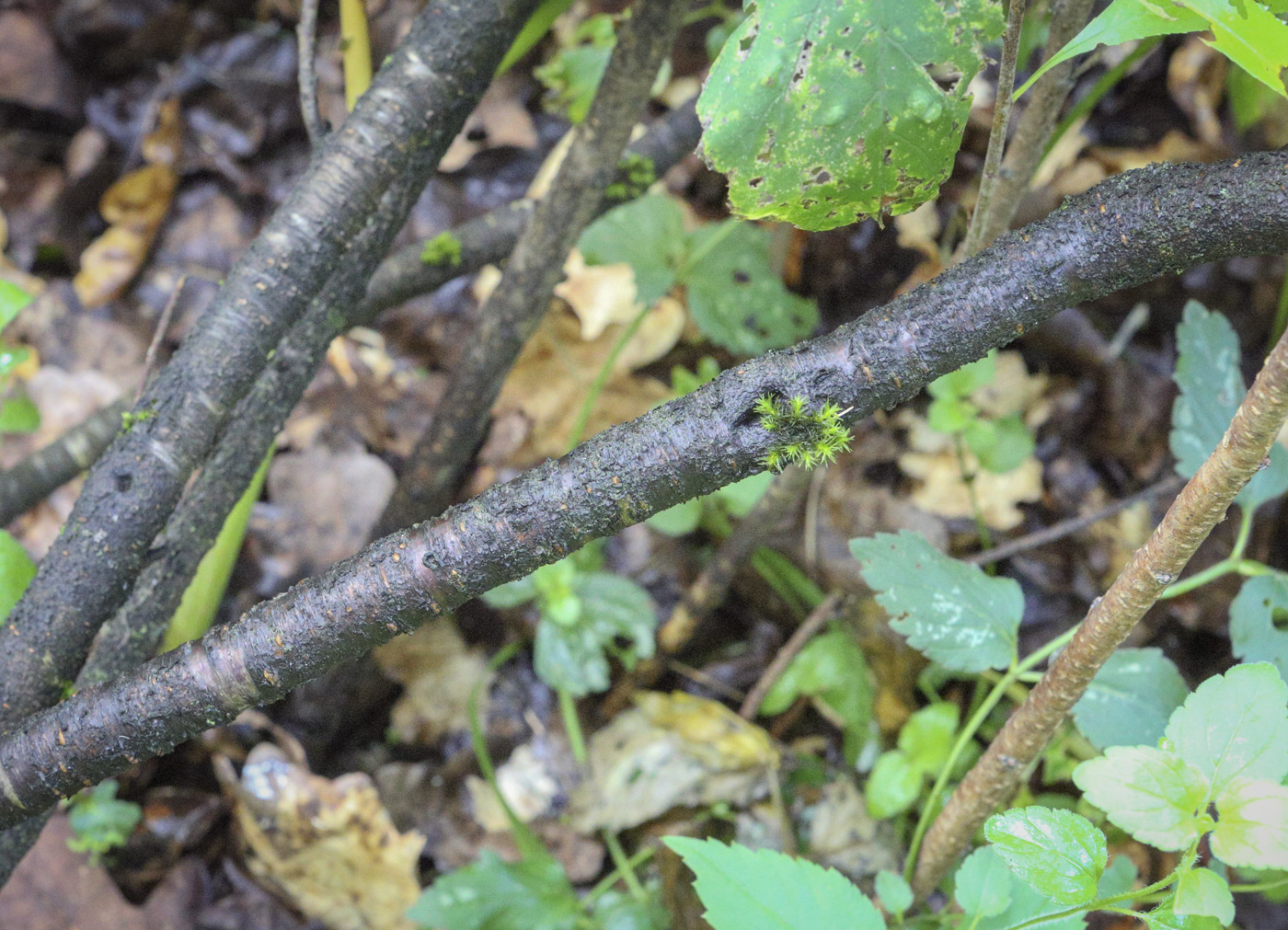 Изображение особи Amygdalus ledebouriana.