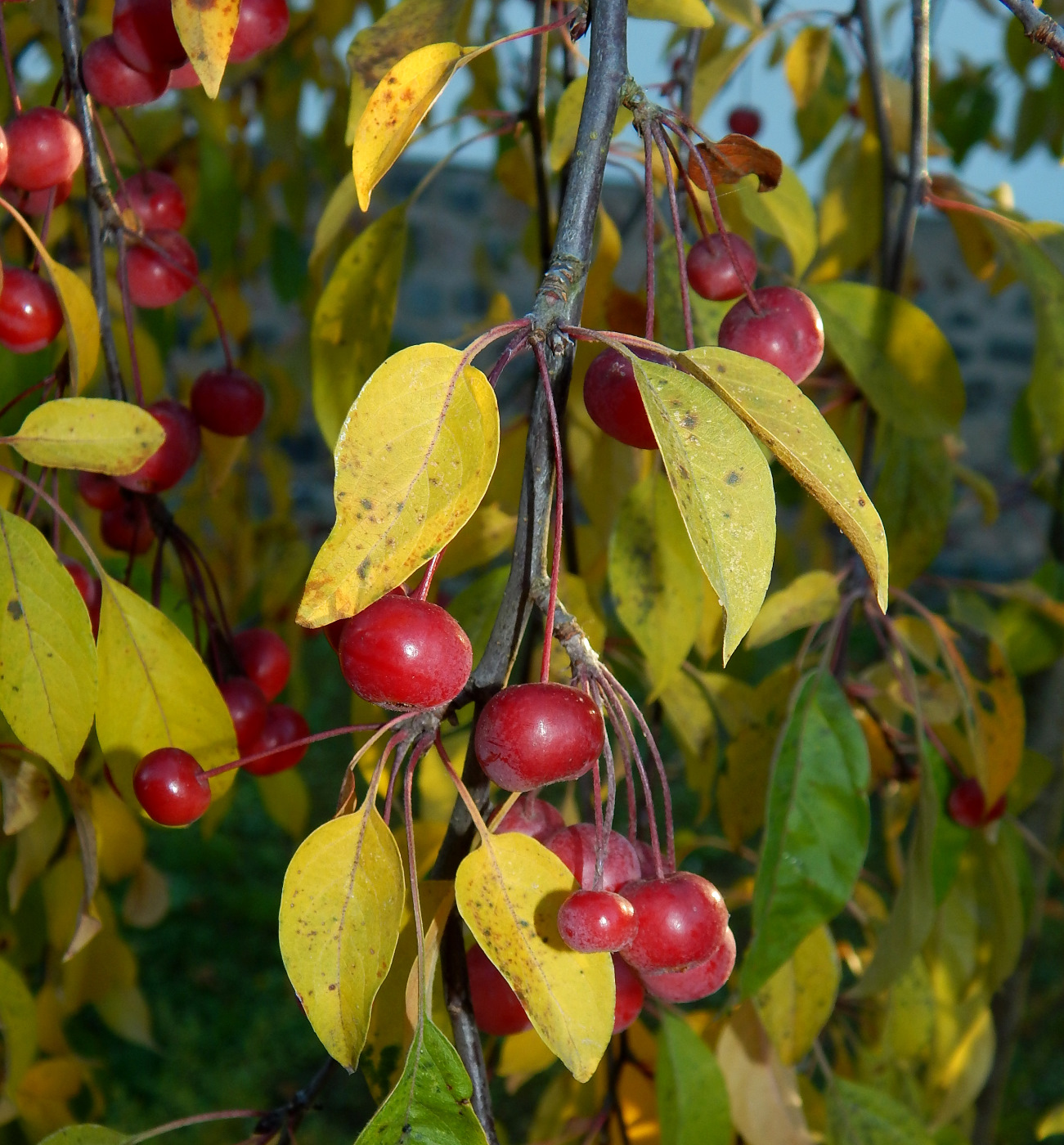 Image of Malus baccata specimen.