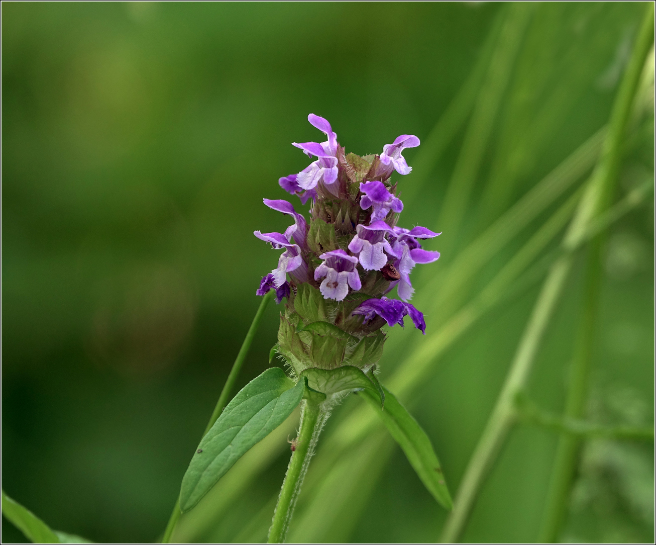 Изображение особи Prunella vulgaris.