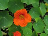 Tropaeolum majus