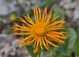 Inula orientalis