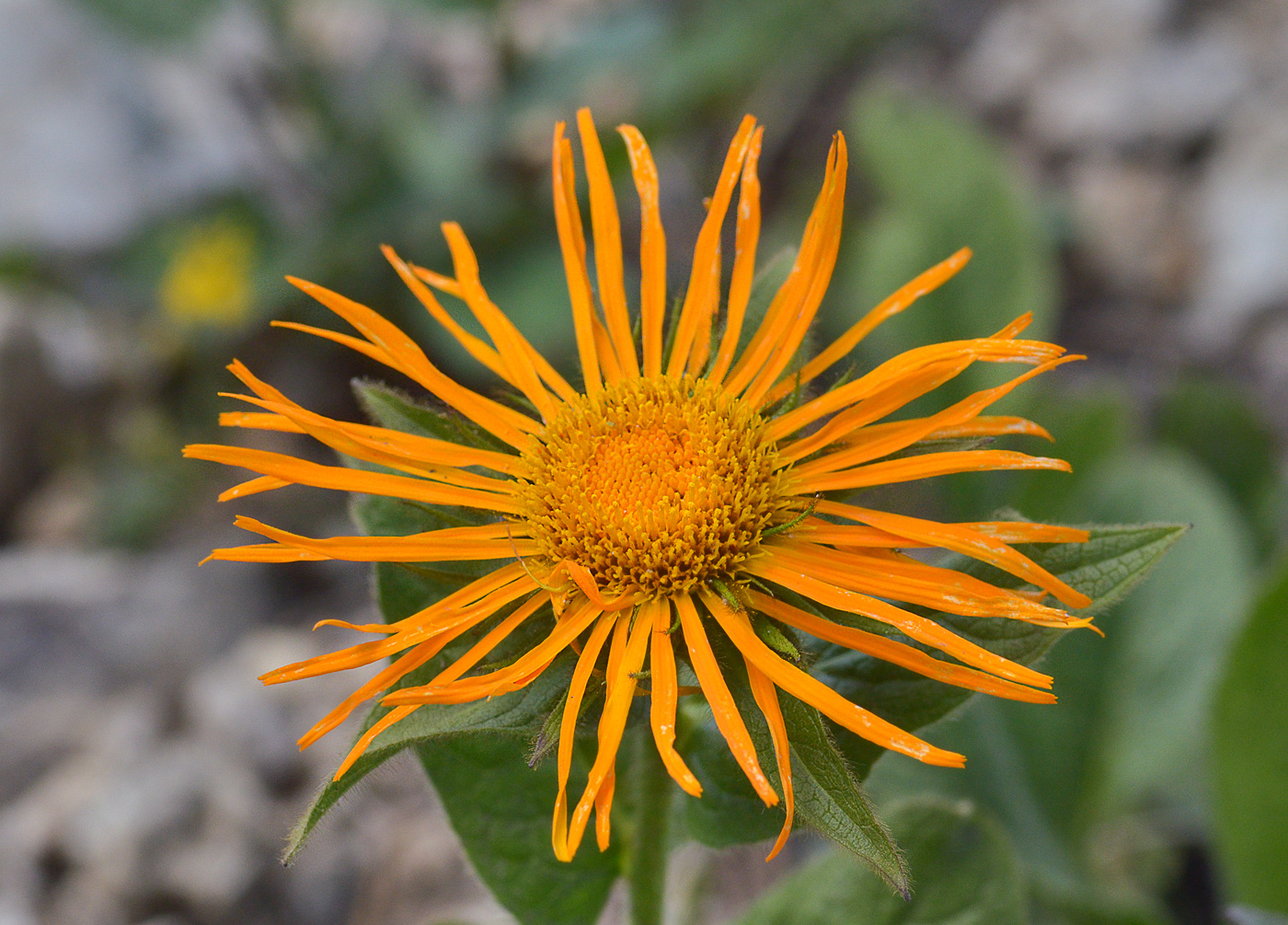 Изображение особи Inula orientalis.