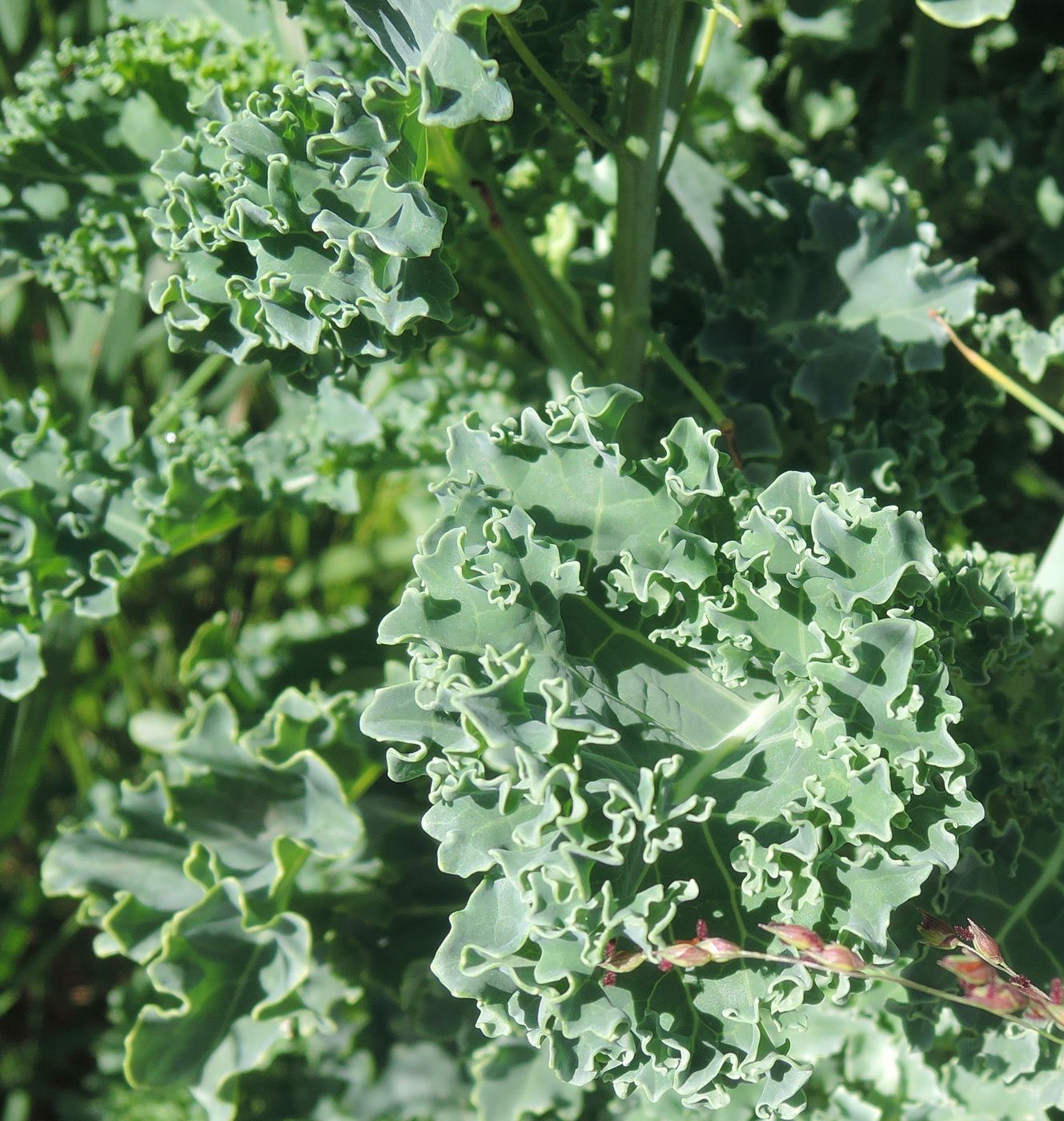 Image of Brassica oleracea var. sabellica specimen.