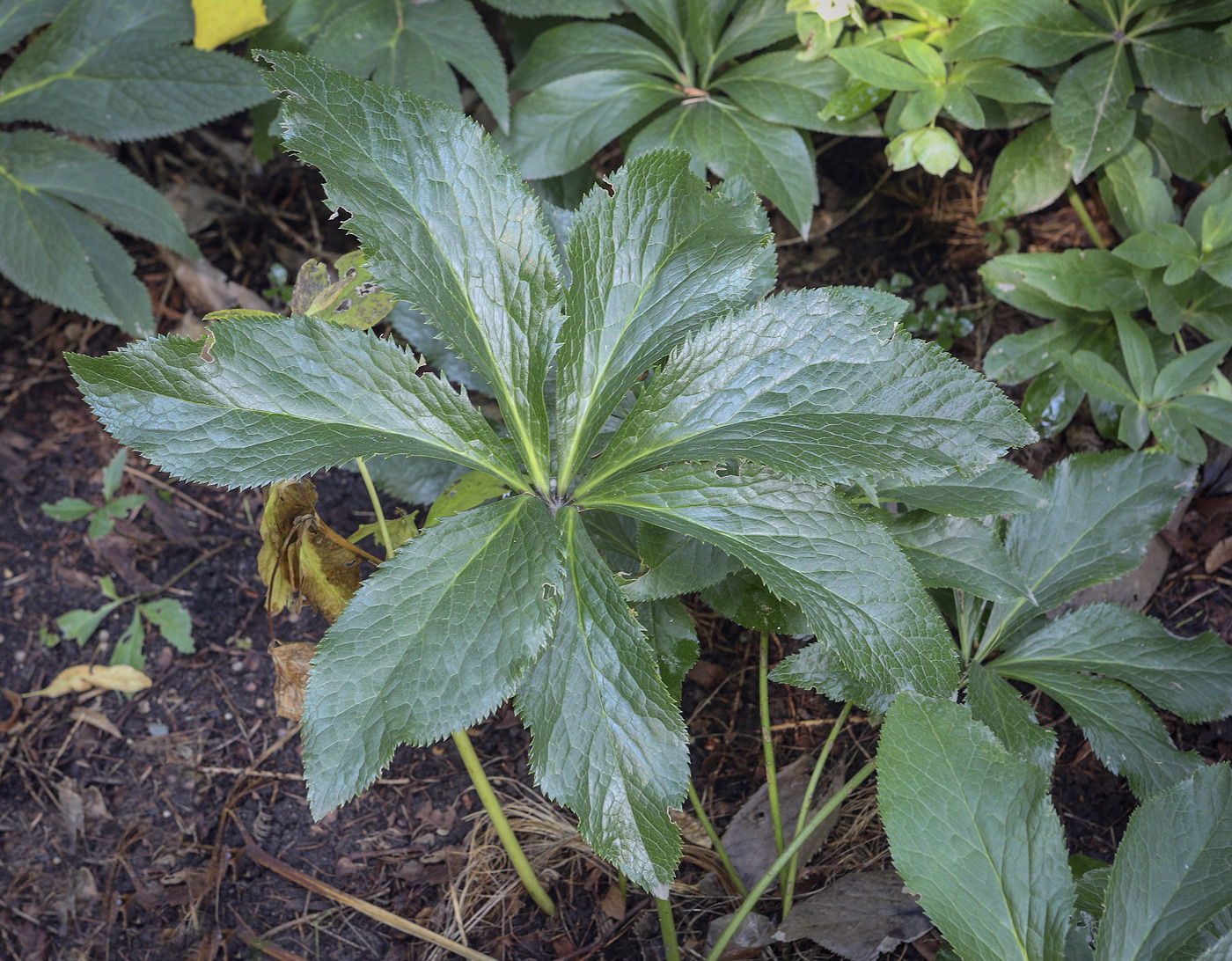 Image of genus Helleborus specimen.