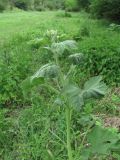 Althaea armeniaca