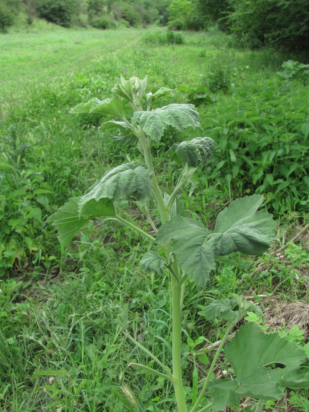 Image of Althaea armeniaca specimen.