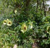 Hibiscus panduriformis