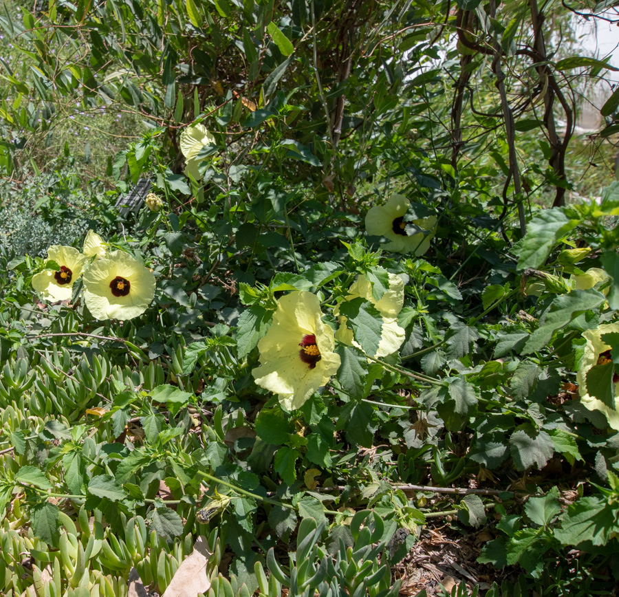 Изображение особи Hibiscus panduriformis.