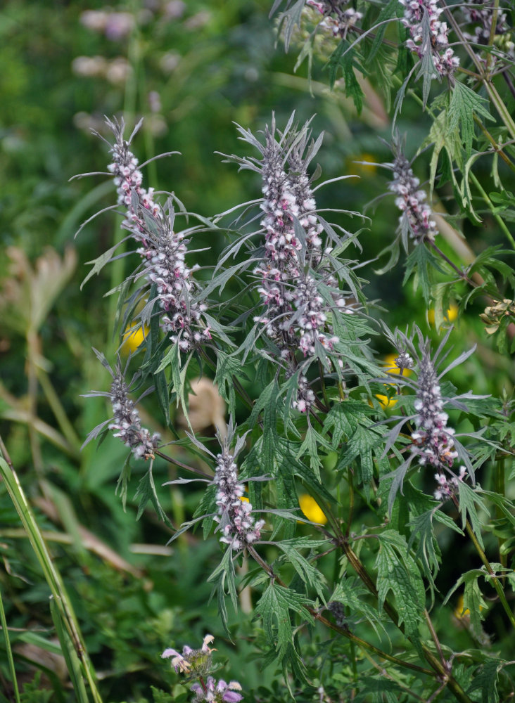 Изображение особи Leonurus deminutus.