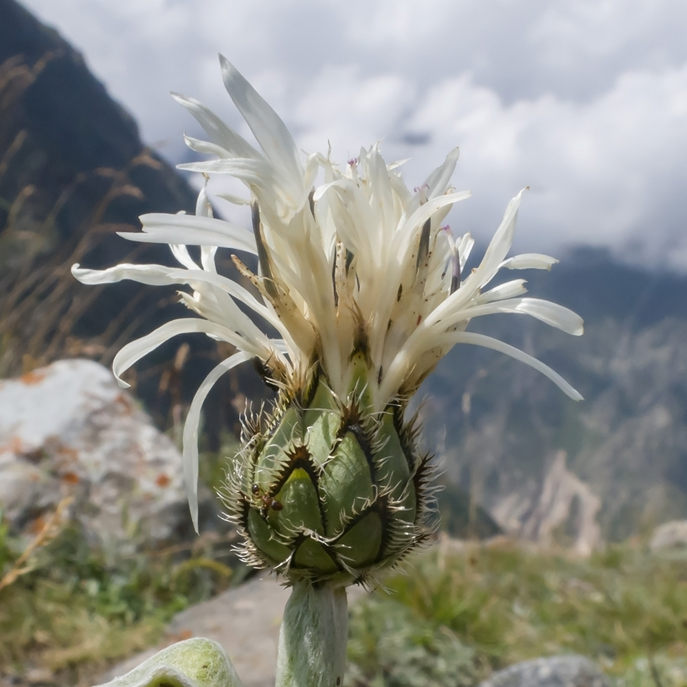 Image of Centaurea cheiranthifolia specimen.