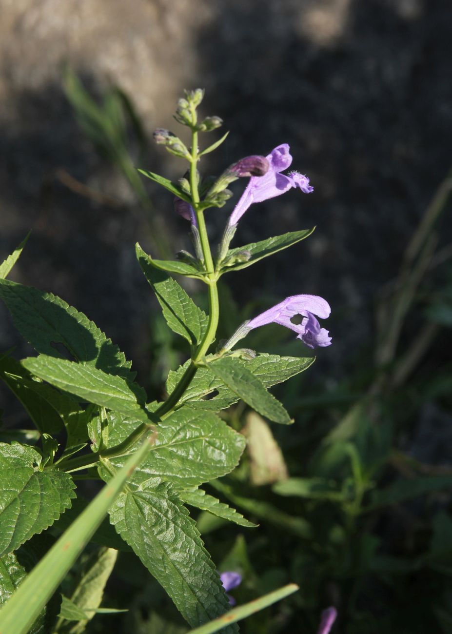 Изображение особи Nepeta sibirica.