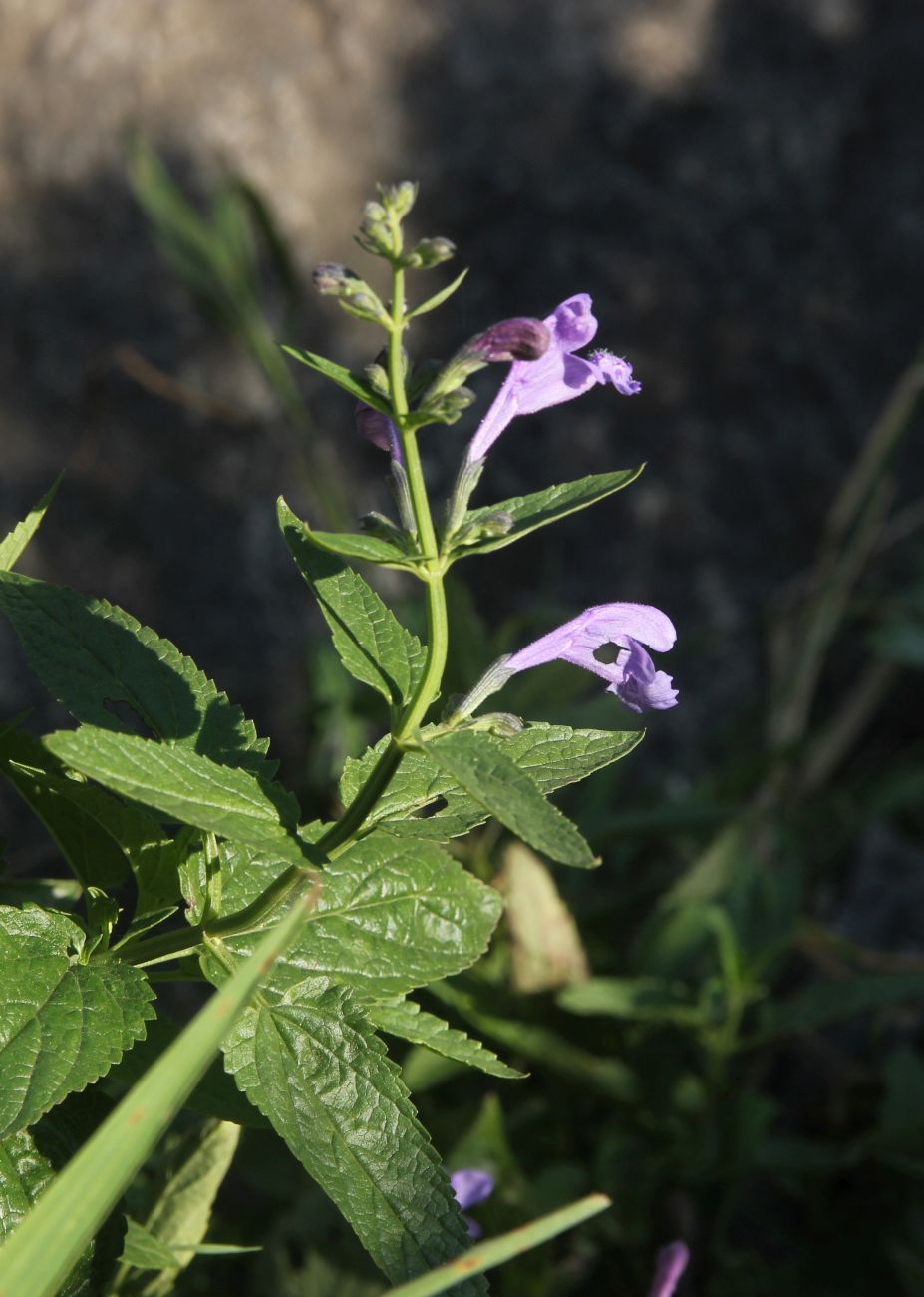 Image of Nepeta sibirica specimen.