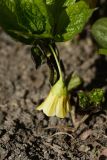 Scopolia carniolica