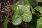 Asarum intermedium