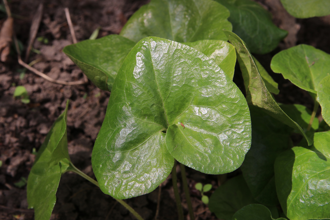 Изображение особи Asarum intermedium.