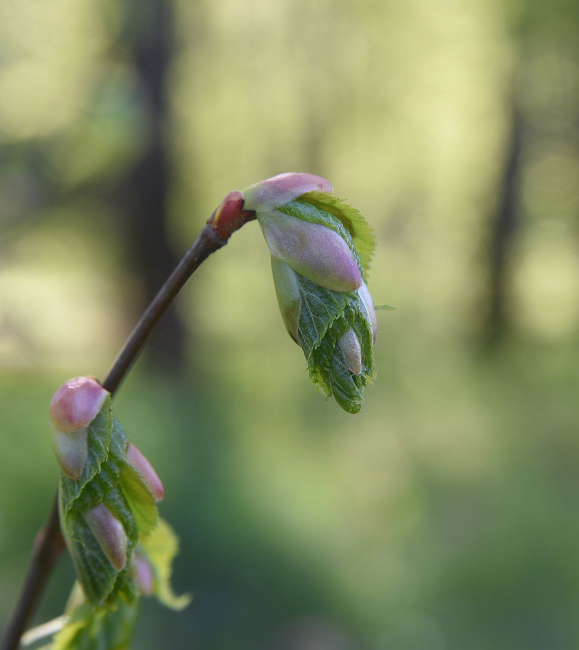 Изображение особи Tilia cordata.