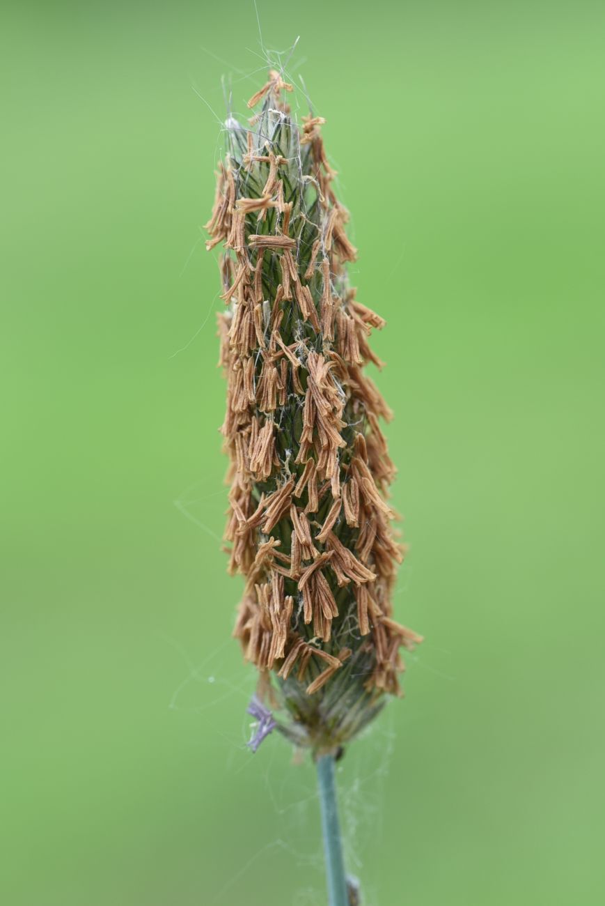 Image of genus Alopecurus specimen.