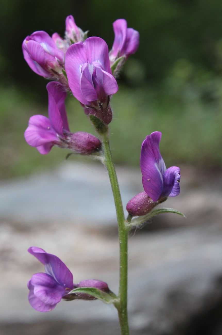 Image of Oxytropis wologdensis specimen.