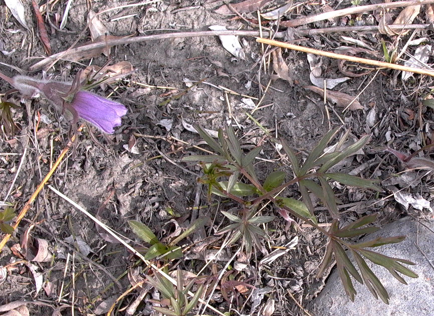 Изображение особи Pulsatilla dahurica.