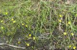 Ranunculus flammula. Цветущее растение на сырой заброшенной дороге. Ленинградская обл., Лужский р-н. Середина июня.