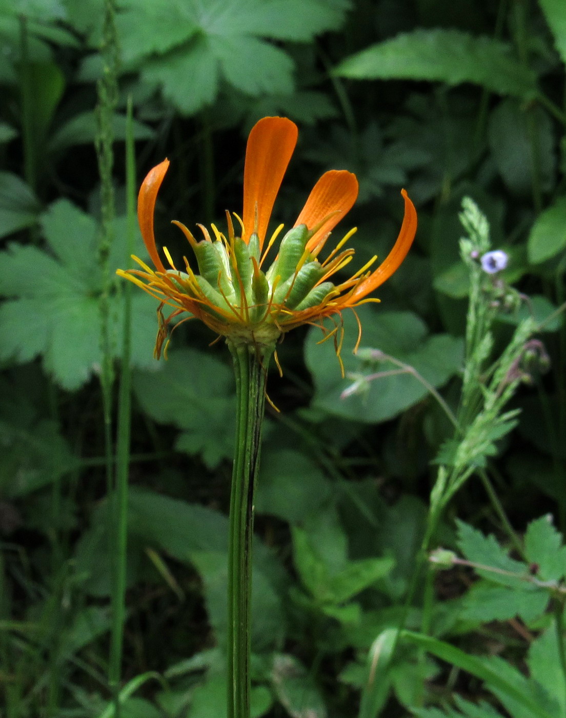 Image of Trollius kolonok specimen.