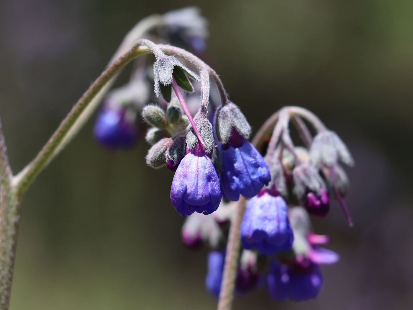 Изображение особи Lindelofia macrostyla.