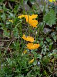 Papaver croceum