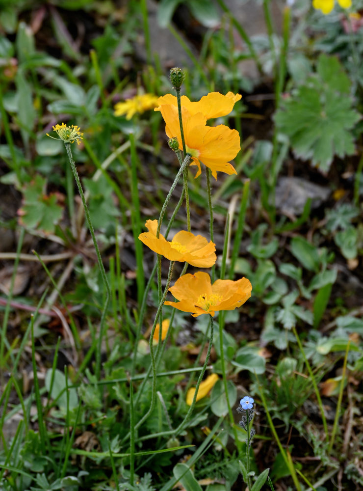 Image of Papaver croceum specimen.