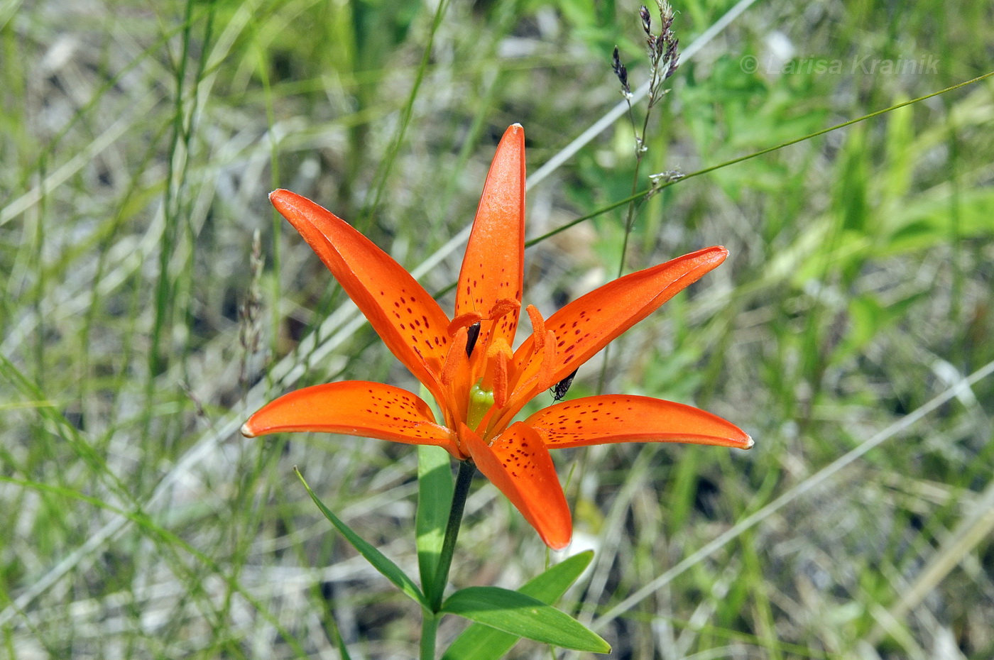 Изображение особи Lilium buschianum.