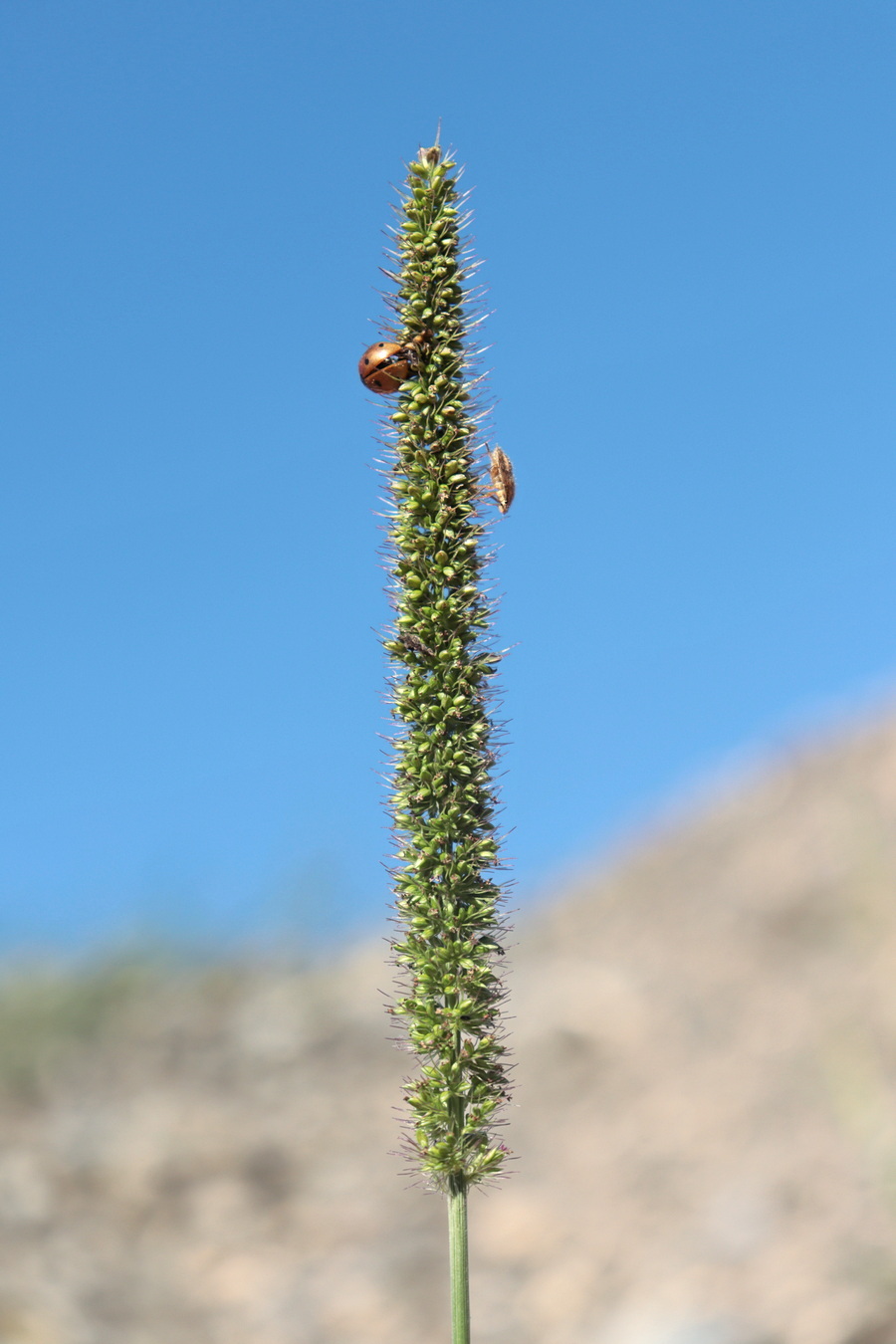 Изображение особи Setaria verticillata.