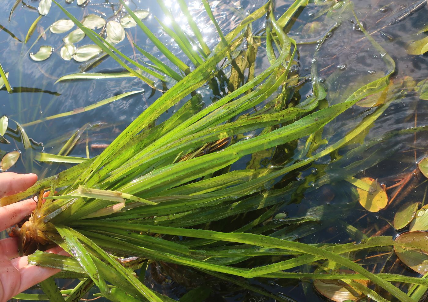 Image of Stratiotes aloides specimen.