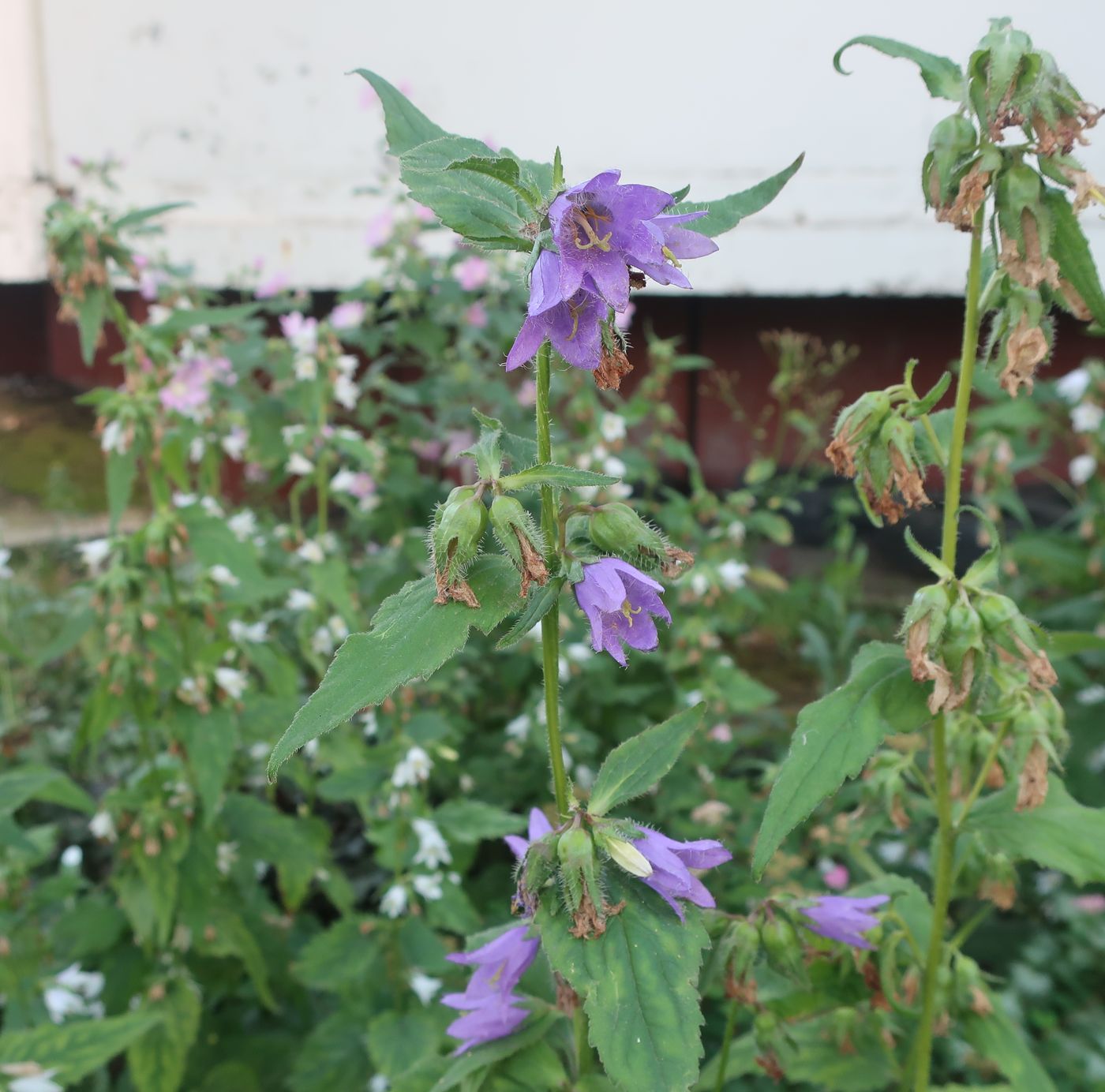 Image of Campanula trachelium specimen.