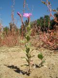 Epilobium hirsutum. Цветущее растение (справа растёт молодой Populus italica). Казахстан, г. Тараз, долина р. Ушбулак (Карасу), осушенное 2 года назад дно оз. Зербулак, у берега дренажной канавы. 26 августа 2022 г.