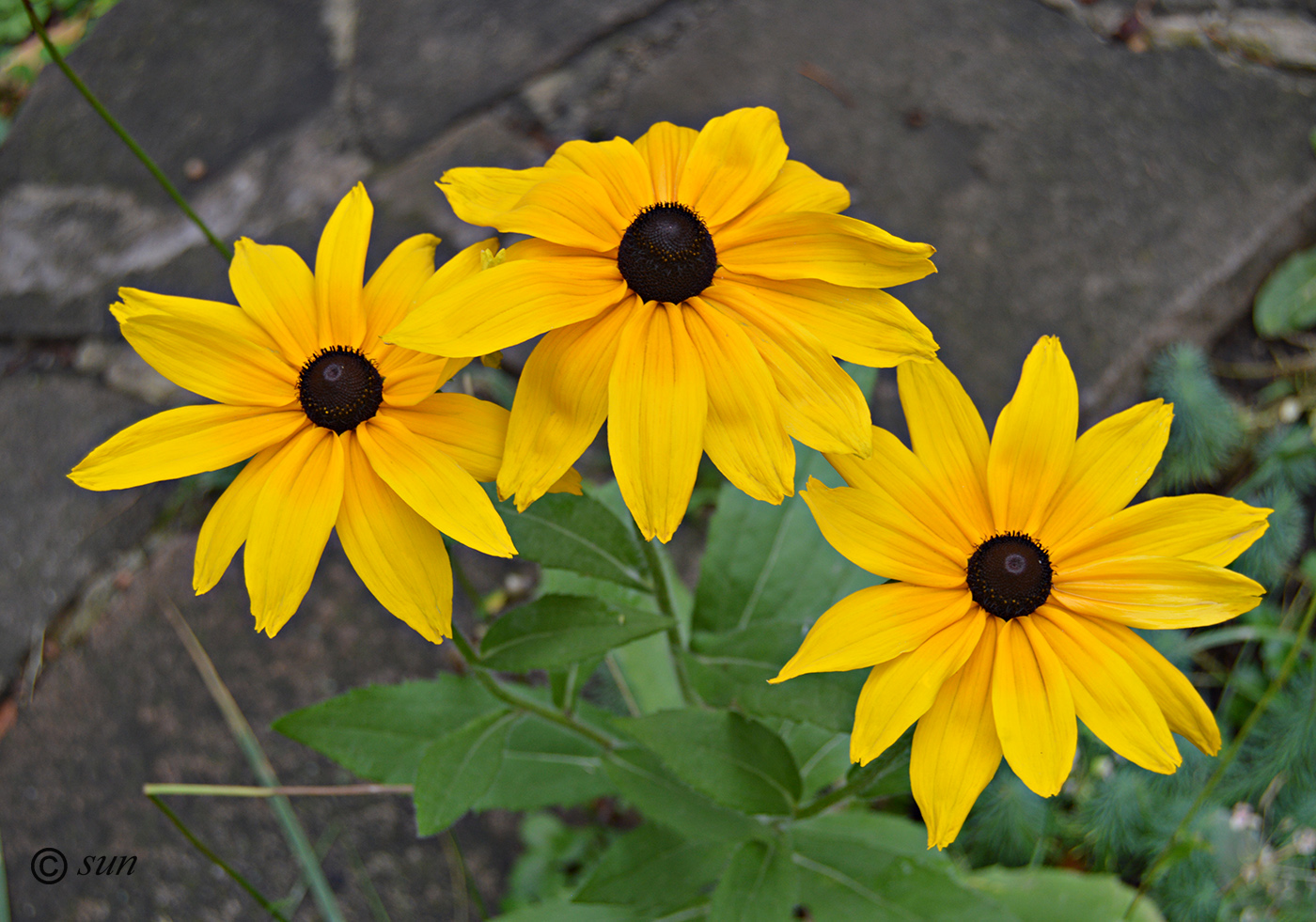 Image of Rudbeckia hirta specimen.