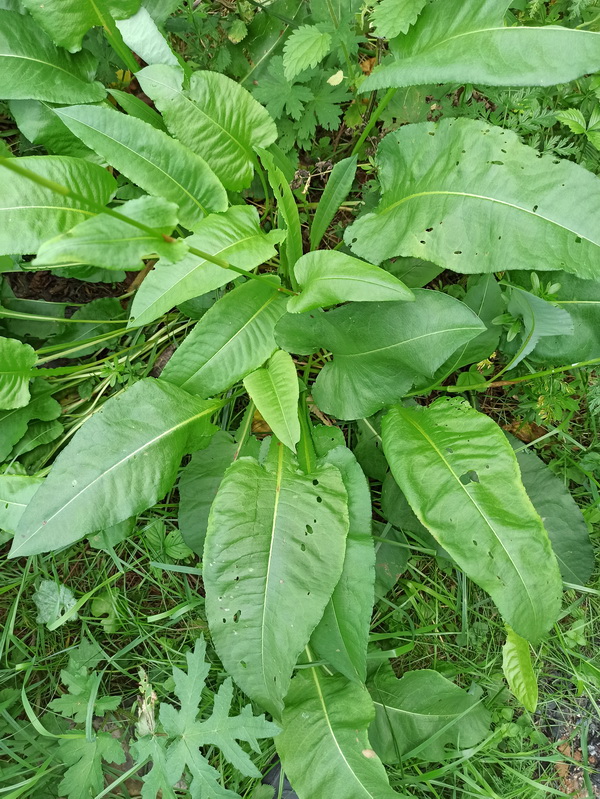 Image of Bistorta officinalis specimen.