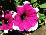 Petunia &times; hybrida