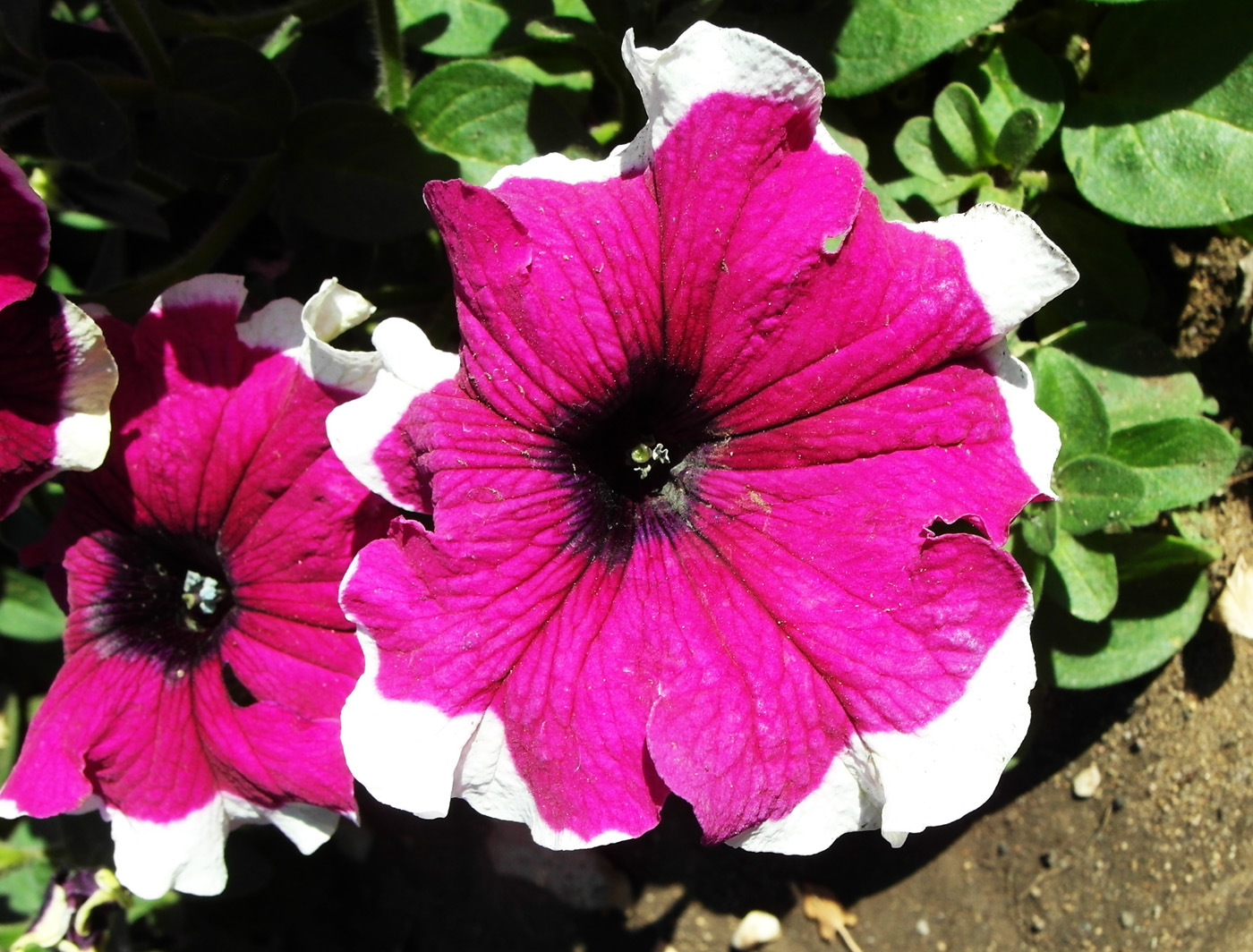 Image of Petunia &times; atkinsiana specimen.
