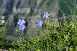 Linum austriacum