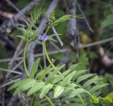 Vicia sepium